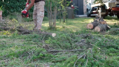 Lumberjack using electric chainsaw for cutting felled pine tree branches Stock Footage 162581212