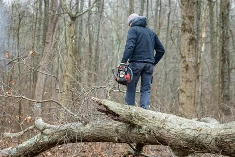 Lumberjack using a Gas-Powered Chain Saw cutting trees Stock Photos