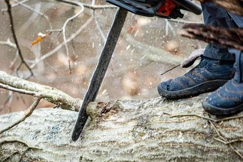 Lumberjack using a Gas-Powered Chain Saw cutting trees Stock Photos