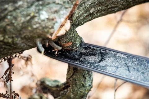 Lumberjack using a Gas-Powered Chain Saw cutting trees Stock Photos