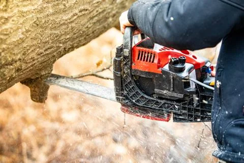 Lumberjack using a Gas-Powered Chain Saw cutting trees Stock Photos