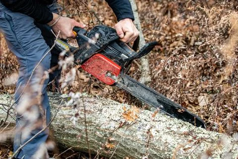 Lumberjack using a Gas-Powered Chain Saw cutting trees Stock Photos