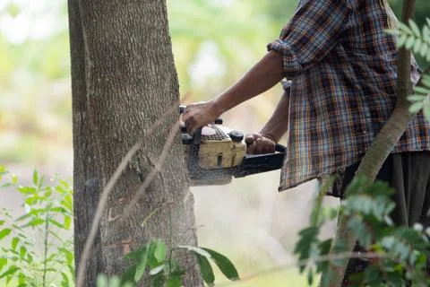 Lumberjack using machine saw. Man using machine saw while cutting tree. Stock Photos