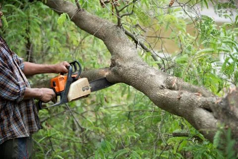 Lumberjack using machine saw. Man using machine saw while cutting tree. Stock Photos