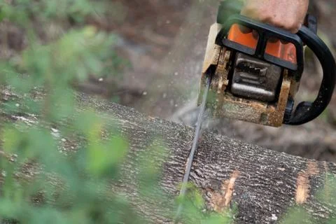 Lumberjack using machine saw. Man using machine saw while cutting tree. Stock Photos