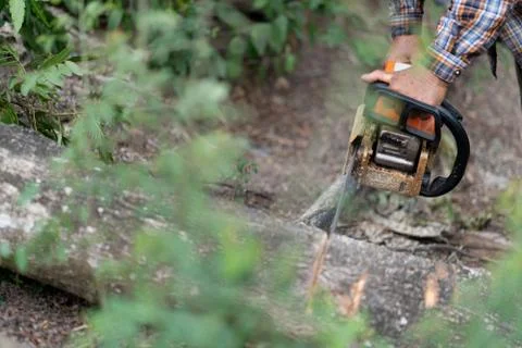 Lumberjack using machine saw. Man using machine saw while cutting tree. Stock Photos