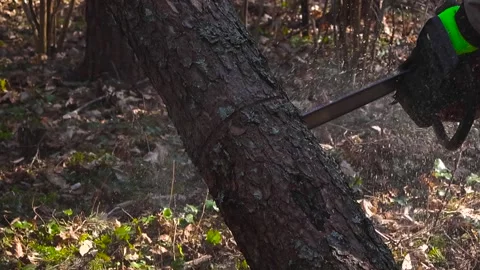 Lumberjack Using a Powerful Chainsaw to Cut Pine Tree Trunk Stock Footage 334647817
