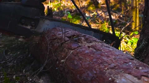 Lumberjack Using a Powerful Chainsaw Cutting a Pine Log in the Forest Stock Footage 333013328