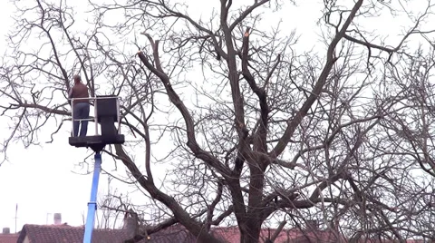 Lumberjack at work 库存影片 33210534