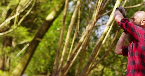 Lumberjack At Work Stock Footage 154436439