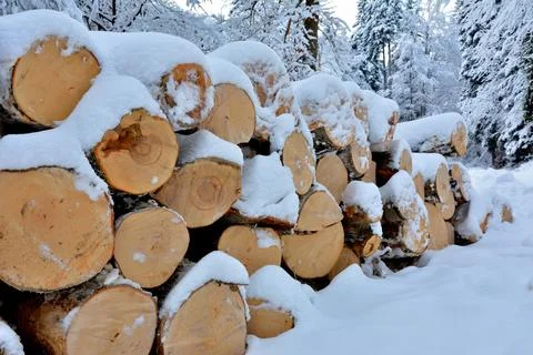 Lumberjack work in the forest Stock Photos