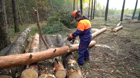 Lumberjack work. worker cuts down trees with a chainsaw Video stock 219686485
