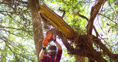 Lumberjack working with chainsaw during a nice sunny day Stock Footage 154435322