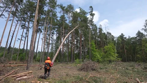 Lumberjack working with chainsaw during a nice sunny day Stock Footage 336862301
