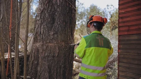 Lumberjack in workwear or tree trunk chainsaw Stock Footage 97410235