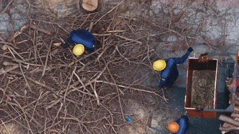 Lumberjacks cutting and cleaning tree branches with a chainsaw Video stock 338002005