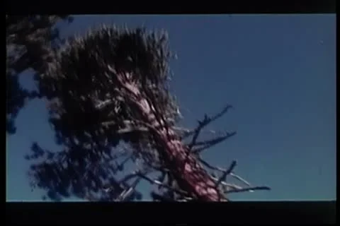 Lumberjacks cutting down trees in forest Stock Footage 11354794