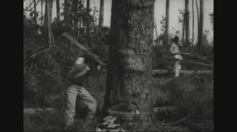 Lumberjacks felling tree Stock Footage 43310114
