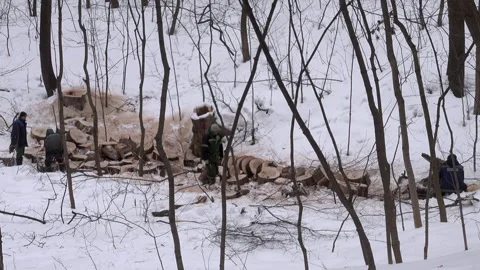 Lumberjacks remove clumps of a tree Stock Footage 233420081