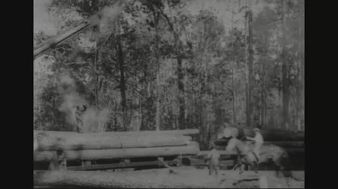 Lumberjacks stacking wooden logs in forest Stock Footage 43310238