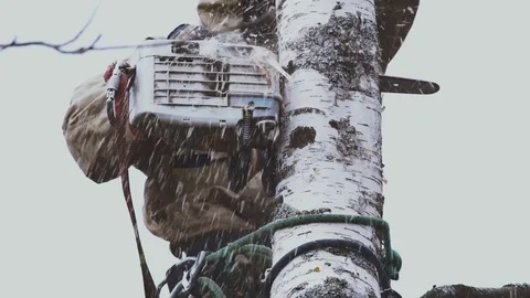 Lumberman cutting birch tree in the forest Stock Footage 71059418