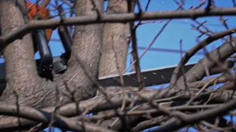 Lumberman Sawing with a Chainsaw Branches from a Tree Trunk Stock Footage 270296797