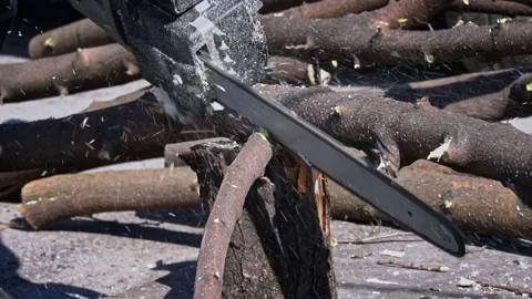 Lumberman Sawing with a Chainsaw Branches from a Tree Trunk Stock Footage 270526487