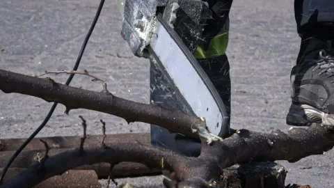 Lumberman Sawing with a Chainsaw Branches from a Tree Trunk Stock Footage 270527221