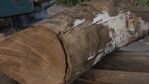 Lumberman using chainsaw sawing dry wood lying on ground. slow motion Stock Footage 98756197