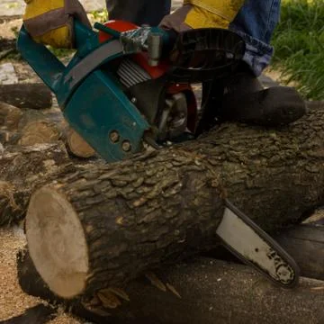 Lumberman using chainsaw sawing dry wood lying on ground. Stock Photos
