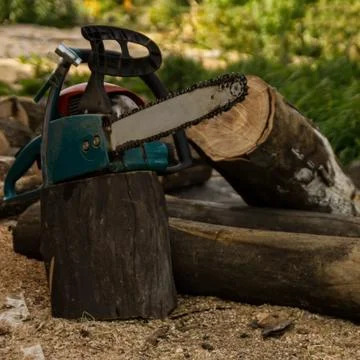 Lumberman using chainsaw sawing dry wood lying on ground. Stock Photos