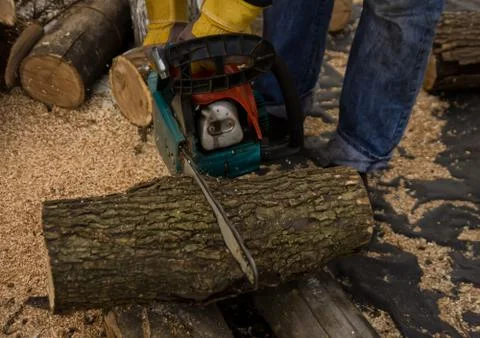 Lumberman using chainsaw sawing dry wood lying on ground. Stock Photos