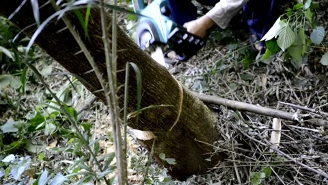 Lumberman work wirh chainsaw in the forest. Filmed on High Speed Cinema Camera, Видео 336569965
