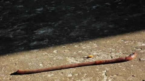 Lumbricus terrestris. Earthworm 2 Video stock 34754693
