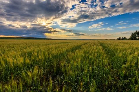 Lumen in the clouds over the rye field. 写真素材