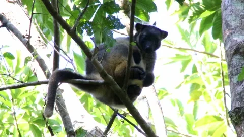 Lumholtz Tree Kangaroo Rare Wild Sighting 5 Stock Footage