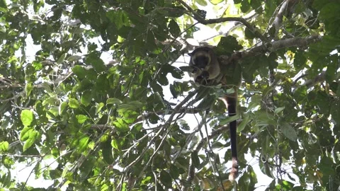 Lumholtz Tree Kangaroo Rare Wild Sighting 4 Stock Footage 200033310