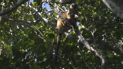 Lumholtz Tree Kangaroo Rare Wild Sighting 2 Stock Footage 200033418
