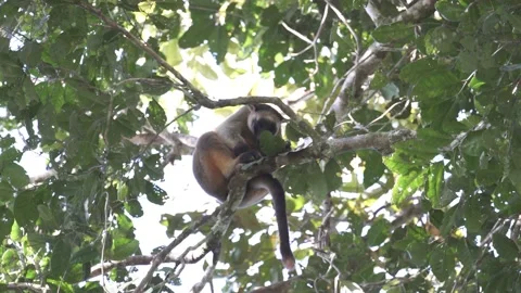 Lumholtz Tree Kangaroo Rare Wild Sighting 5 resting Stock Footage 200033668