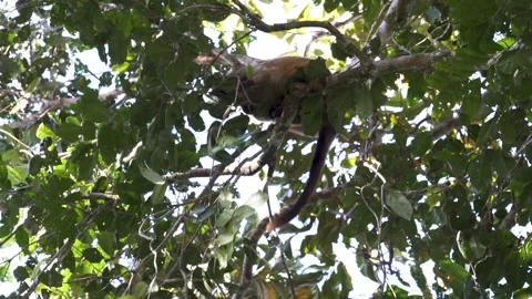 Lumholtz Tree Kangaroo Rare Wild Sighting 6 Stock Footage 200033861