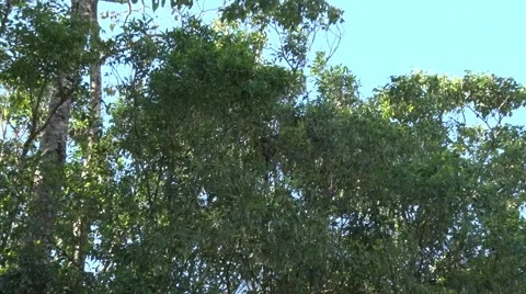 Lumholtz Tree Kangaroo sits in tree with joey eating leaves zooming in Stock Footage 66131731