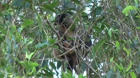 Lumholtz Tree Kangaroo sits in tree with joey eating leaves Stock Footage 66132618