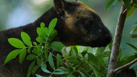 Lumholtz's tree kangaroo,  head close up Stock Footage 140049697