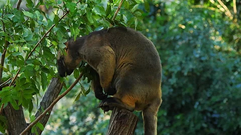 Lumholtz's tree kangaroo, perched Stock Footage 140052743