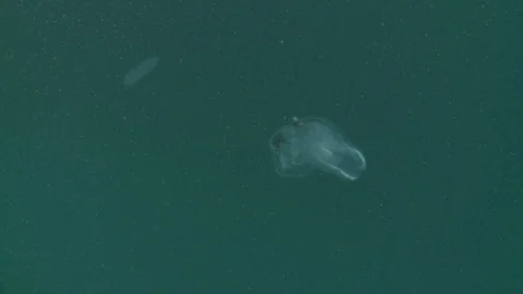 Luminescent comb jelly floating in the Arctic Ocean – Underwater shot Video stock 100628463