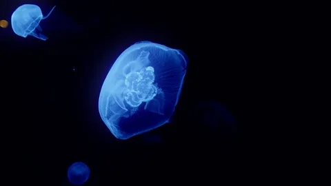 Luminescent Jellyfish Vídeo Stock 103435832