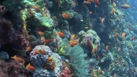 Luminous Anthias Flitting Across an Ancient Coral Wall Video stock 338199780