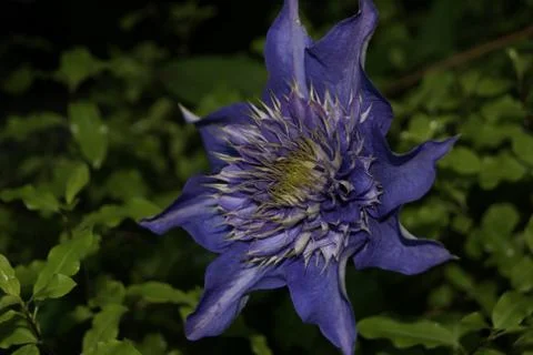 Luminous blue flower Stock Photos