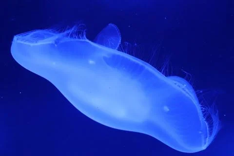 Luminous Blue Jellyfish Stock Photos