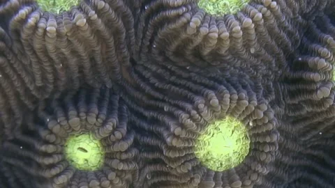 Luminous Brain Coral Polyps Dance With Life in a Marine World Video stock 337495485
